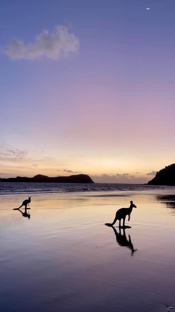 Australiaのインスタグラム：「Hoppy hour starts at sunrise in @queensland 🦘☀️ Cheers to our mate @belleliddell for catching these @visitmackayisaac locals enjoying the early morning light at #CapeHillsborough, home to the Yuibera people. Each dawn, you’ll find a crew of kangaroos and wallabies here, either enjoying their breakfast or posing for that obligatory sunrise shot 📸 If you’re planning a visit, we suggest staying at @capehillsboroughtouristpark for easy bed-to-beach access. Just be sure to set your alarm, as these roos are known to be early risers!   🎥: @belleliddell   📍: Cape Hillsborough, @visitmackayisaac, @queensland   #seeaustralia #comeandsaygday #thisisqueensland #visitmackay」