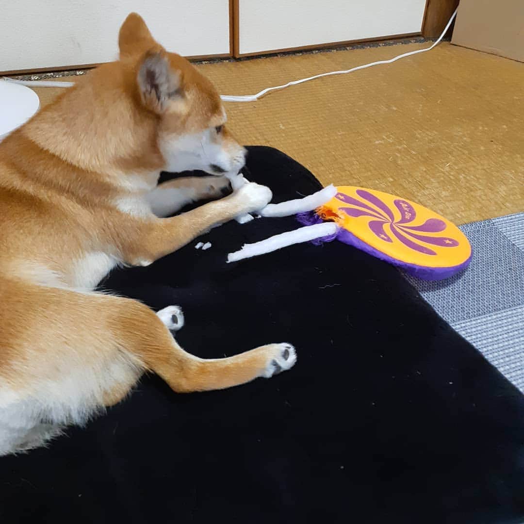 inosemarineのインスタグラム：「柴犬といると、人でも物でも中身を教えてくれるから勉強になりますね　#柴犬」