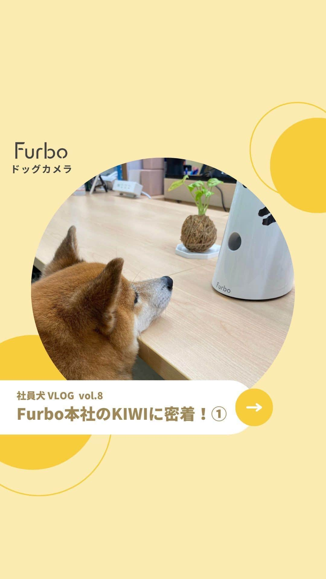 Furbo ドッグカメラのインスタグラム：「👇KIWIのプチ情報  ❶ 実は普段からリアクションが薄め😇 ❷ おやつとママが大好き🥰 ❸ ↑を言い換えると、 おやつとママ以外の存在に 一切興味がありません😂  ペットフレンドリー企業のFurboでは もちろんFurboのおやつ機能で 社員犬たちともコミュニケーションを 取っています☺️✨  「こんなオフィスで働きたい！😍」と 思っていただけたら、  【❤️】の絵文字で ぜひコメントください🐶✨     ⋯     新型Furboの˗ˏˋ 2,000円オフˎˊ˗クーポン プロフィールのリンクにて配布中！🌟  ⇨ @furbo_japan      ⋯    #Furbo #ファーボ #犬すたぐらむ #わんすたぐらむ #犬好きさんと繋がりたい #わんこのいる生活 #かわいい犬 #わんこ部 #オフィス犬 #社員犬 #看板犬 #柴犬 #shibainu」