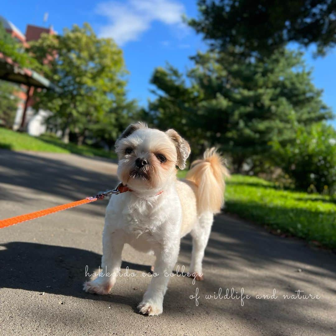 hokkaidoecoのインスタグラム：「隣の公園も緑が多くなってくる季節ですね☺️  #北海道エコ  #動物  #専門学校 #動物好きな人と繋がりたい #お散歩日和☀️  #学校横の公園 #緑がたくさん #いい環境 #ちなみに #にこは #散歩に興味なし #ほぼ歩かず #君は本当に #犬なんだろうか #🤔️」