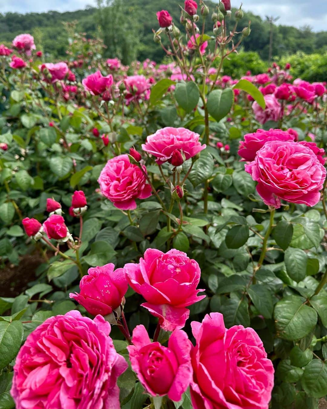 水上桃華さんのインスタグラム写真 - (水上桃華Instagram)「本当こんなにたくさんのお花 見たの初めてで圧巻💗  蜂🐝がたくさんいたけど 人間に見向きもしないから 怖くなかった✨  お花大好き💐なおばあちゃんに みせるためいっぱい写真撮ったけど 実物見てほしい、、💗  車の免許とりたい欲がすごい今🤣  #あしかがフラワーパーク #バラ園 #お花畑 #栃木県 #足利市」6月11日 20時03分 - carbsdaisuki_