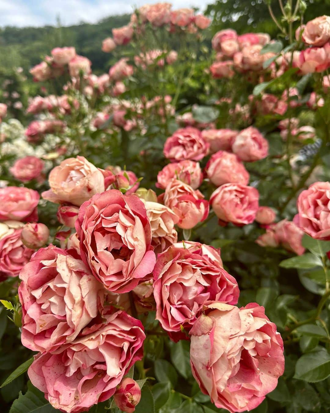 水上桃華のインスタグラム：「本当こんなにたくさんのお花 見たの初めてで圧巻💗  蜂🐝がたくさんいたけど 人間に見向きもしないから 怖くなかった✨  お花大好き💐なおばあちゃんに みせるためいっぱい写真撮ったけど 実物見てほしい、、💗  車の免許とりたい欲がすごい今🤣  #あしかがフラワーパーク #バラ園 #お花畑 #栃木県 #足利市」