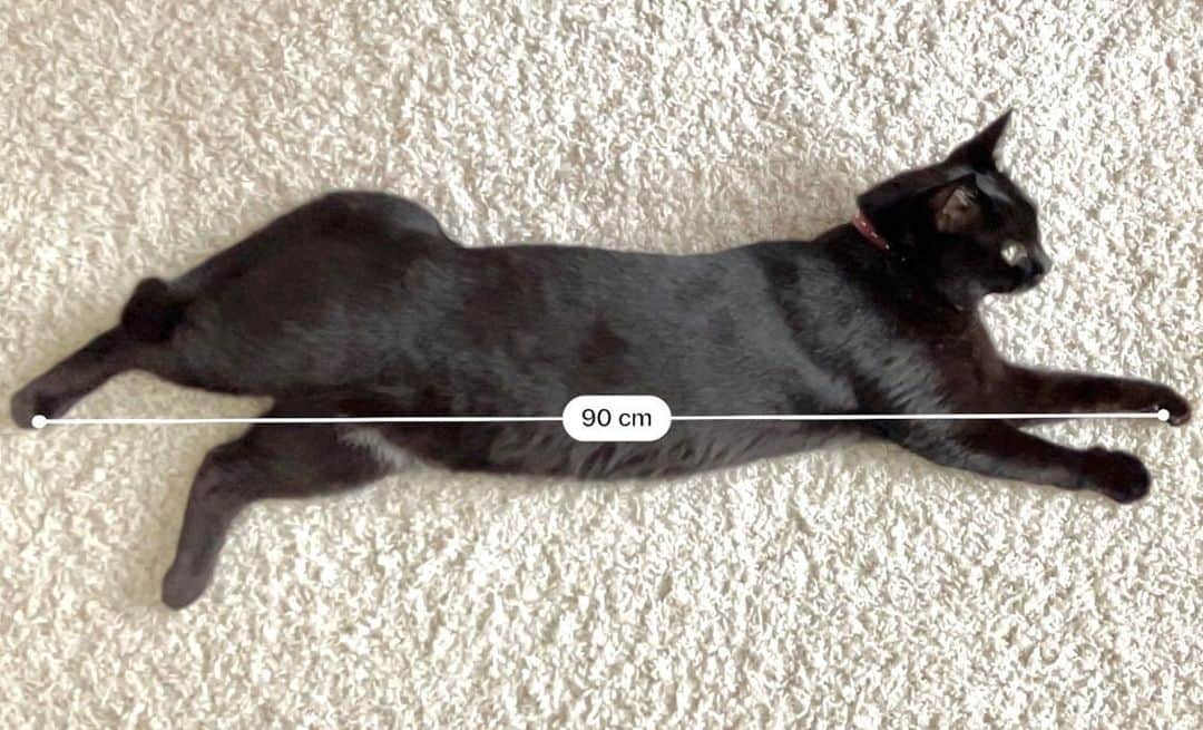 しおやてるこさんのインスタグラム写真 - (しおやてるこInstagram)「今日の90cm #黒猫 #猫がいる生活」6月11日 20時10分 - shiochin1129