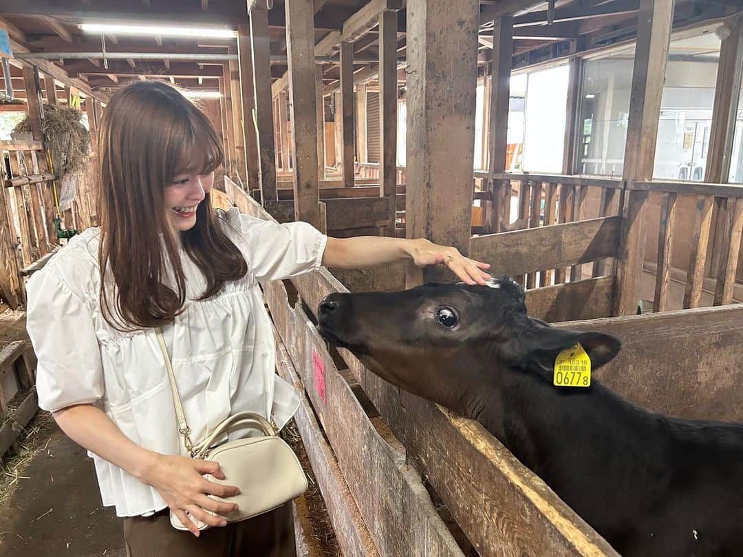 関根苑子さんのインスタグラム写真 - (関根苑子Instagram)「いつかの休日🐄 アイスを求めて寄ったら 『子牛の見学できます』の文字が…✨ 店舗の隣にある牛舎を見学しました🤍 間近で見られるだけで嬉しいのに、 頭なら触っても良いとのこと😆❣️ (※手洗い必要です) 子牛が 『やっほ〜😙』という感じで近寄ってきて 撫でさせてくれました🥰 見つめる目がかわいい…💘  と思ったら、 長ーい舌がべろ〜ん👅😳 何か食べ物を持ってると 思ったのでしょうか… もちろん 何もあげられないので、 少し申し訳ない気持ちになりました🥺🙏  こちらにお邪魔してからは、 毎日写真を見て癒されてます🐮 また会いたいです、、、🤍 . #新潟　#阿賀野市　#アイス　#ジェラート　#アナウンサー　#キャスター　#関根苑子」6月11日 20時20分 - sonoko_sekine_bsn