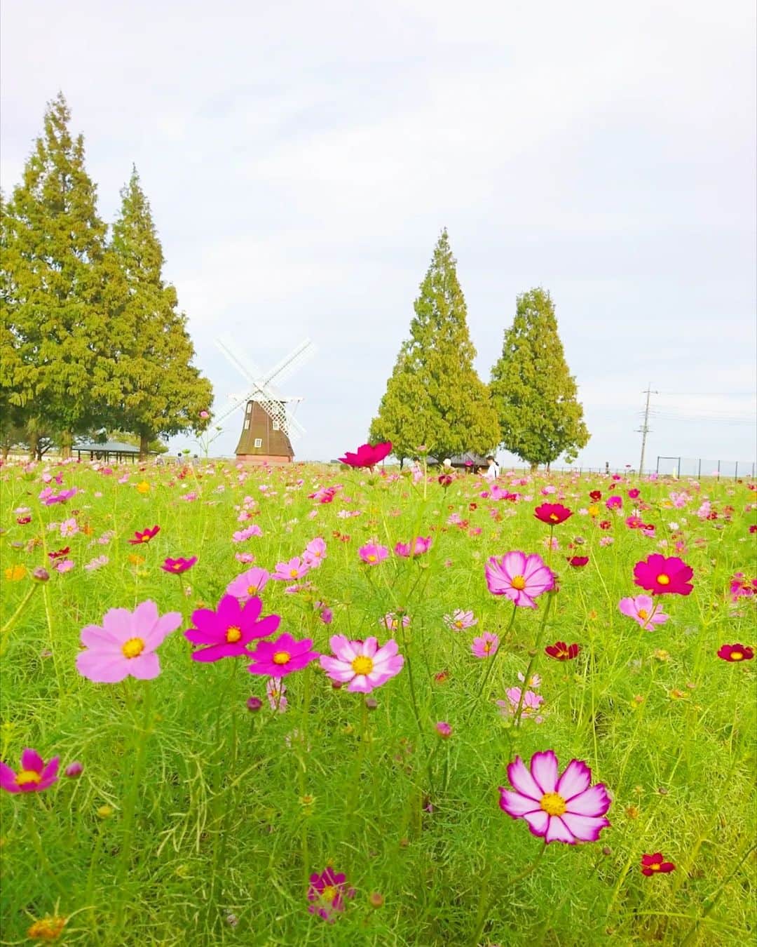 Hiromi Tomiiさんのインスタグラム写真 - (Hiromi TomiiInstagram)「すきなお花はコスモス . お写真の整理をしてたら 出てきました◎ . この日も沢山歩いて、沢山笑って たくさん食べて . 行きたいところに 毎週出かけていた頃が懐かしい😊 . . #千葉観光 #春コーデ　#スカートコーデ　#旅行コーデ#ワンピースコーデ　#富井宏美 #yoga#筋トレ#ダイエット#ボディーメイク #筋トレ女子#ダイエット仲間募集 #千葉　#chiba  #chibajapan　 #千葉散歩」6月11日 20時33分 - hiromi.tomii