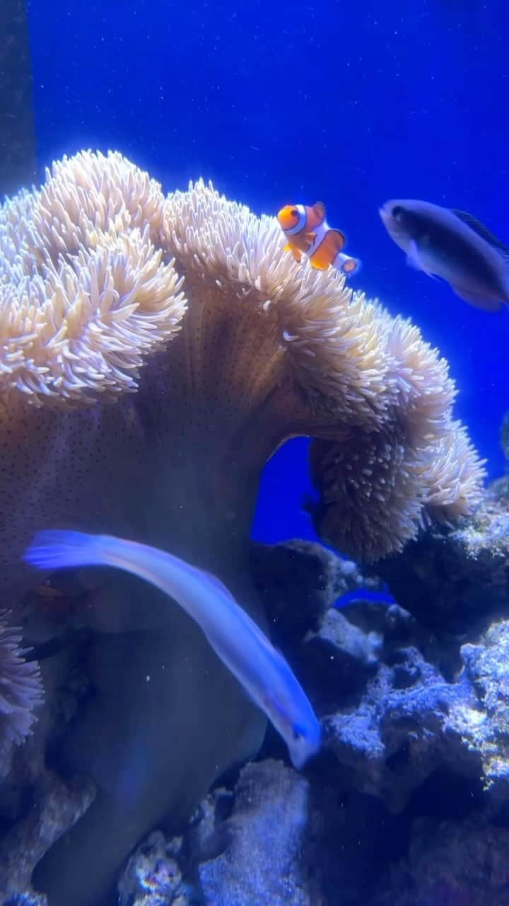 伊藤友季子のインスタグラム：「🌊🐚🪸 　 神秘的な海の生き物たちに癒されました🩵 　 最後はアリエルになってるつもり🧜‍♀️笑 （周りの人も気になってる） 　 　 ♫ Part of Your World 昔リトルマーメイドが公開された頃 フランダーのぬいぐるみを買ってもらって 歌詞を暗記して 隠れてアリエルになりきって歌っていた 思い出の曲🧜‍♀️✨ 　 実写版リトルマーメイドの フランダーの画像を見た時は ちょっとギョッとしたけど😳🐠 映画館で見たいな🎬 　 　 #seaparadise #シーパラダイス #littlemermaid #リトルマーメイド #partofyourworld #水族館」