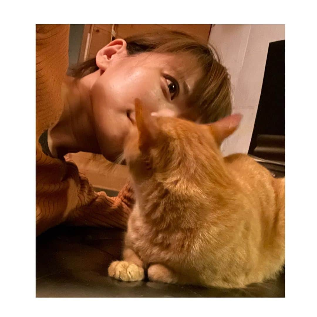 甲斐麻美さんのインスタグラム写真 - (甲斐麻美Instagram)「🐯🐯🐯  サンちゃんと ラブな夜　  ふいにキスとか 慣れてないからさ…  こちとら真顔だ🙂  #20230611 #kaicoの好日 #元保護猫 #保護猫を家族に #茶トラ #茶トラ男子部  #里親になろう #猫とわたし #ねことわたし」6月11日 20時48分 - kaico_asami