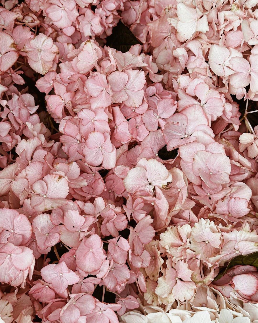 Yukicoさんのインスタグラム写真 - (YukicoInstagram)「𓆱𓆸𓆹𓆺  ————————————————————— 見てくださる方にプラスになる投稿をしていきます 是非いいね♡フォロー♡ よろしくお願いいたします𓅟 私の写真の編集については フォトレッスンでレクチャーをしています —————————————————————  #flowers#flowerpower#flowerphotography#flowerporn#flowerslovers#flowerstagram#bouquet#bouquets#btsarmy#jiminpen#btsjimin #ジミンペン#taketwo」6月11日 20時58分 - yukicolifecom