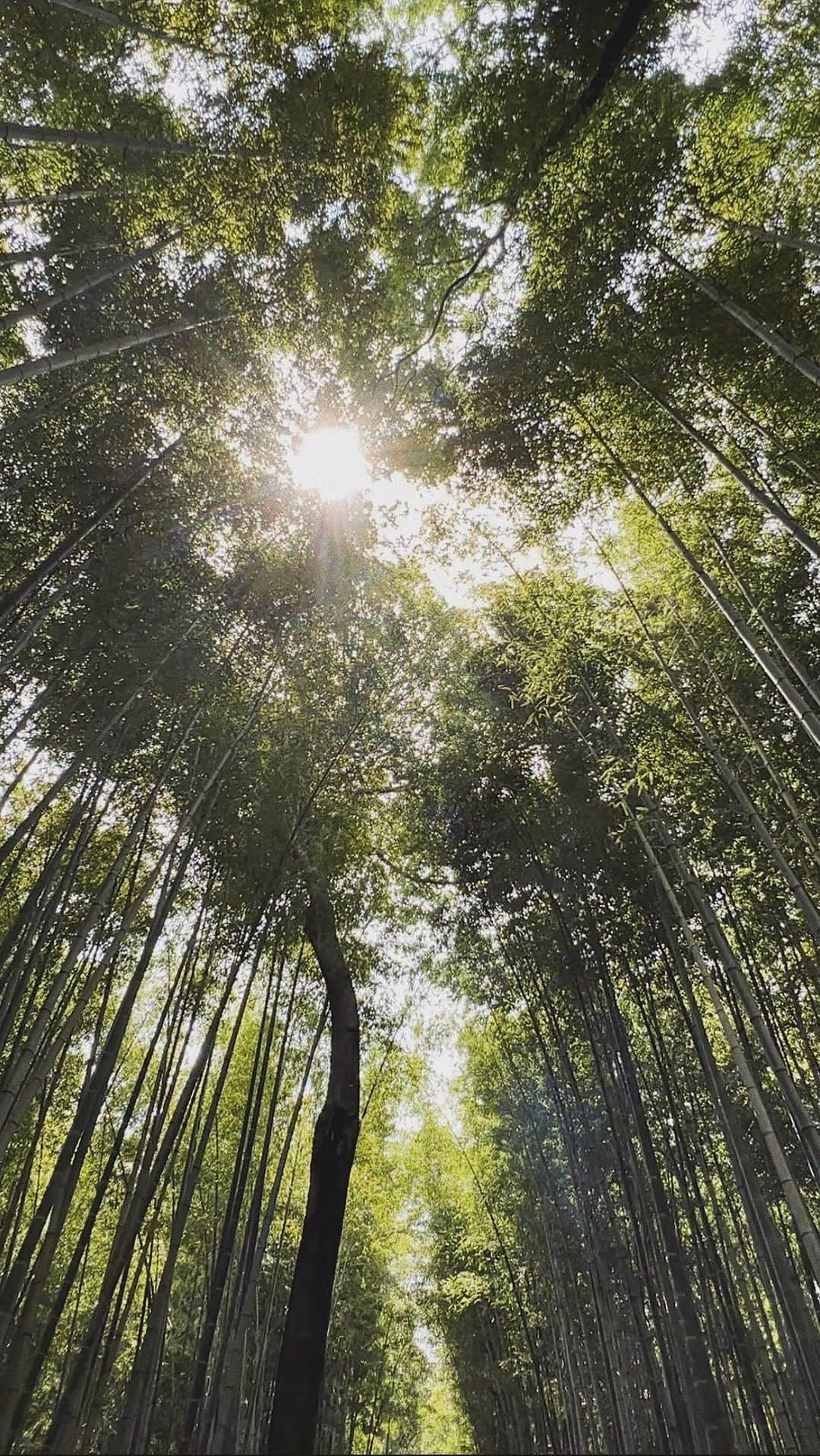 川島幸美のインスタグラム：「風で揺れる竹林 渓谷のせせらぎ 涼を感じながらの京都散策⛩」