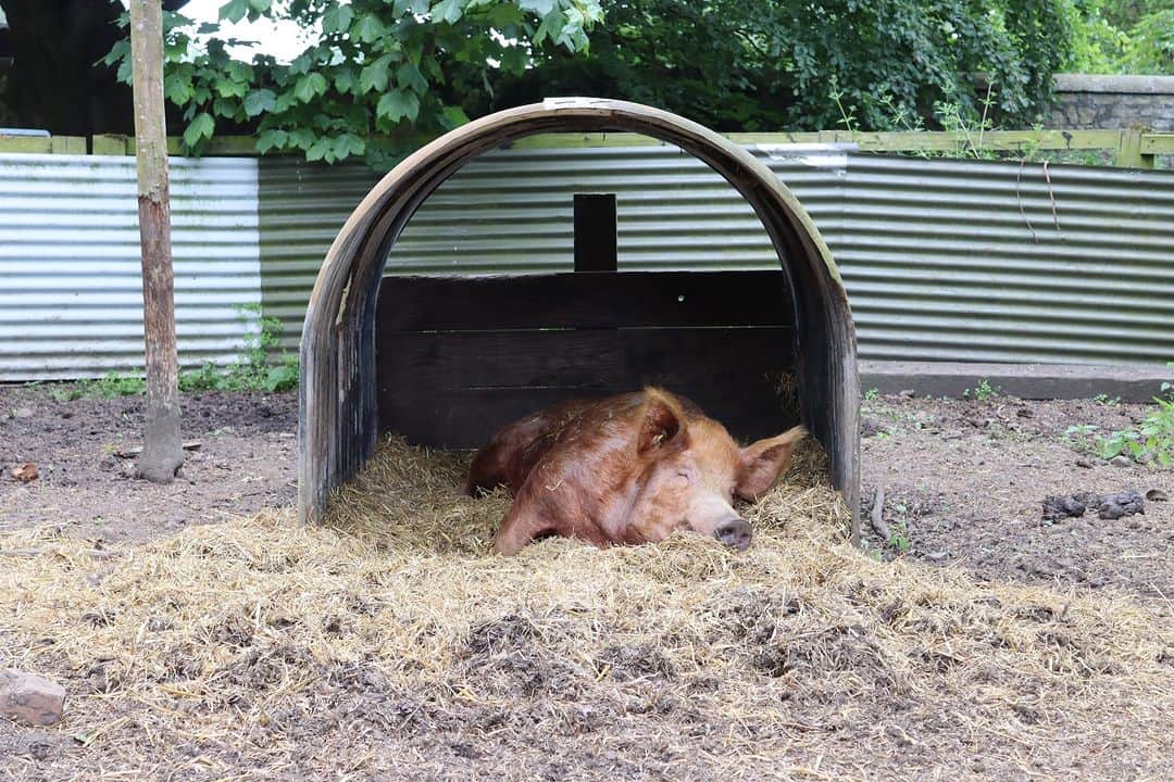 ベーミッシュ美術館のインスタグラム：「It's Sunday snooze time at The 1940s Farm! 🐷😴 #Snooze #AfternoonNap #AfternoonNapTime #Farm #Pig #PigsOfInstagram」