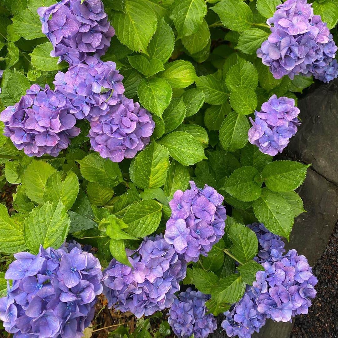 板谷由夏 さんのインスタグラム写真 - (板谷由夏 Instagram)「紫陽花、好きなんです。 昔、写真家の伊島薫さんの作品で 女優死体シリーズという試みがあった。 死にたい場所の希望が出せたのだが 私は紫陽花の花の下を選んだ。 自分が土に還ったときに紫陽花が何色になるか？ を妄想したからだ。 青か赤か、酸性かアルカリ性か。  大人になるにつれて、雨も好きになった。 この時期、湿気も多いしどんよりすることもあるけれど 美しい花々は周りにたくさんある。 明日は再び月曜日。 楽しく参りましょ。」6月11日 21時27分 - yukaitaya