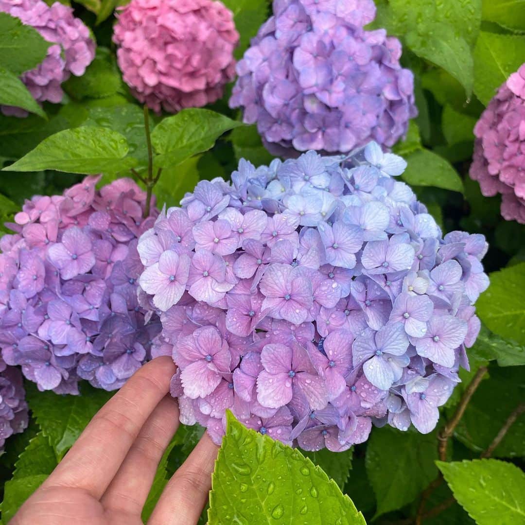 のインスタグラム：「紫陽花、好きなんです。 昔、写真家の伊島薫さんの作品で 女優死体シリーズという試みがあった。 死にたい場所の希望が出せたのだが 私は紫陽花の花の下を選んだ。 自分が土に還ったときに紫陽花が何色になるか？ を妄想したからだ。 青か赤か、酸性かアルカリ性か。  大人になるにつれて、雨も好きになった。 この時期、湿気も多いしどんよりすることもあるけれど 美しい花々は周りにたくさんある。 明日は再び月曜日。 楽しく参りましょ。」