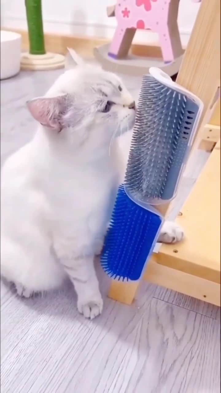 Cute Pets Dogs Catsのインスタグラム