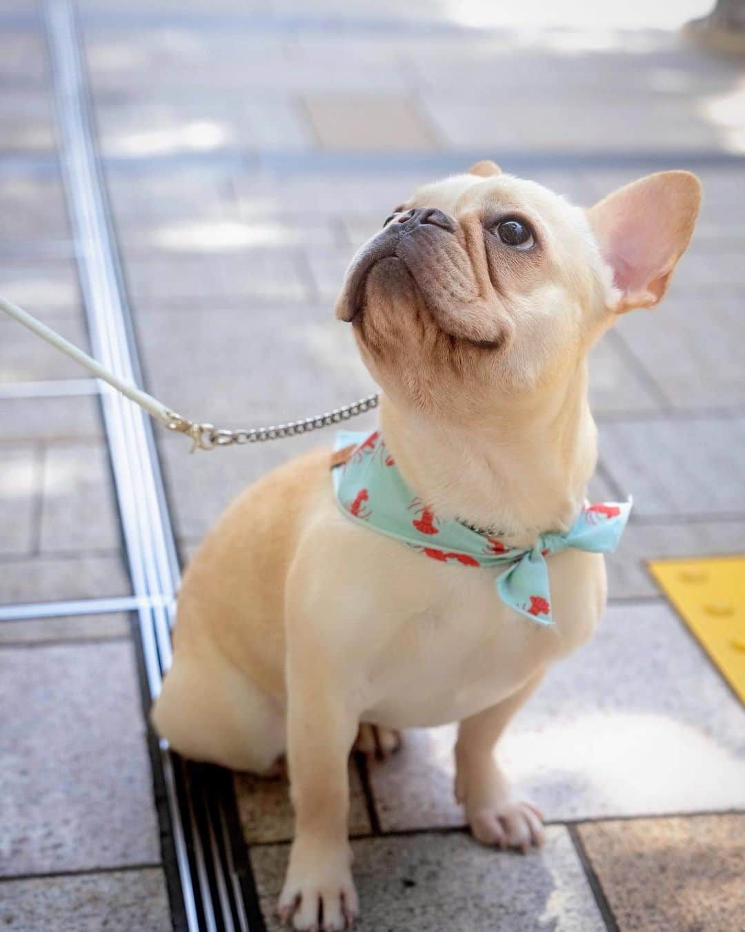 川原亜矢子さんのインスタグラム写真 - (川原亜矢子Instagram)「Picnic✨ #frenchbulldog #tokyo #birthday #愛犬 #ピクニック #フレンチブルドッグ #フレブル」6月11日 21時30分 - ayakokawahara