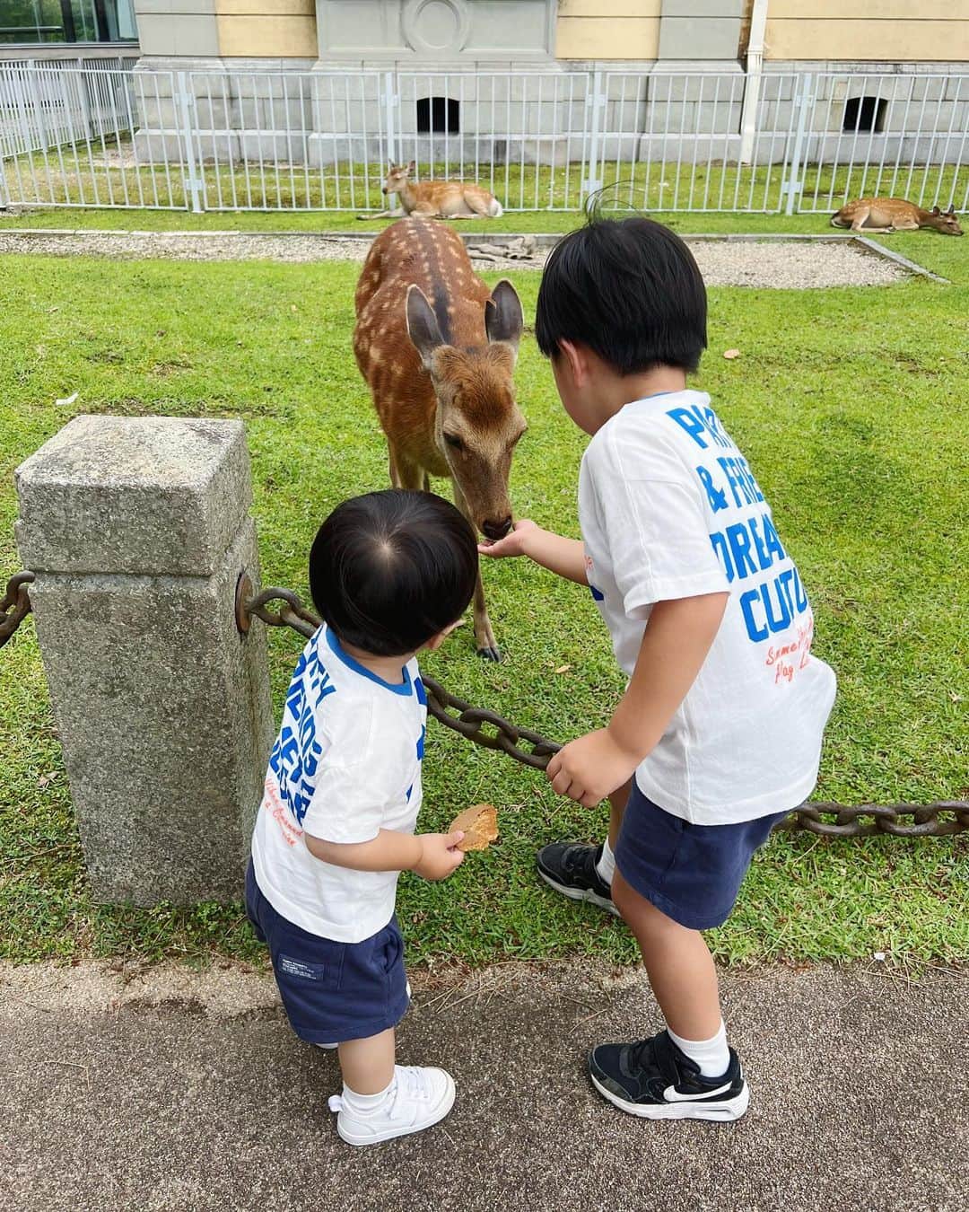 Rionaさんのインスタグラム写真 - (RionaInstagram)「.  奈良公園へ 🦌✨  久しぶりに行ったら めちゃくちゃ楽しかった 😆❤️‍🔥  動物好きな兄弟は ひたすら鹿に餌やり 🥠  . #奈良公園 #奈良観光 #奈良県  #鹿 #鹿せんべい #お出かけスポット  #男の子ママ #兄弟ママ #3歳差兄弟 #子育て」6月11日 21時45分 - riiioona