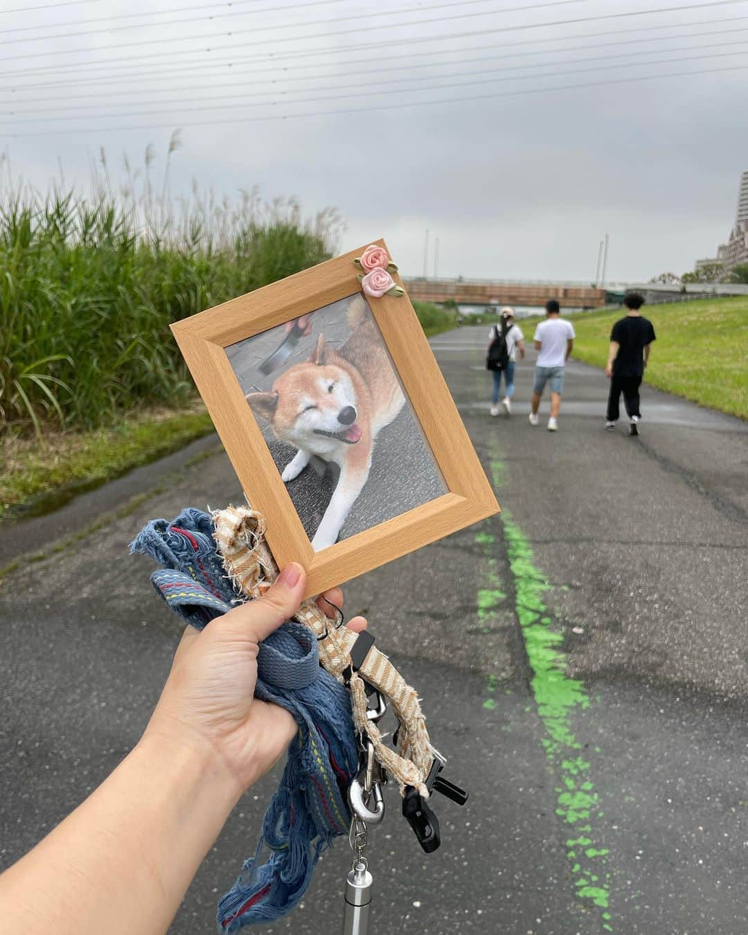 大関れいかのインスタグラム：「. 今日はガッツの命日🐶 ガッツとよく行った公園に家族みんなで ガッツを連れて行ってきた💕 家族でガッツの話をしながら歩いた！ ガッツがお空に旅立って2年が経った〜 早いなぁ全然2年経ったと思えない！笑 ガッツの最後は昨日のことのように覚えてるし 色んな思い出ももちろん覚えてる☺️ いつもどんな時も見守ってくれてると 思ってるしいつまでも愛している！！ でもやっぱもう一度会いたいと思っちゃうし もう一度触りたいし抱きしめたいと思っちゃう。 もし一つだけ願いが叶うって言われたら、 ガッツと会わせてくださいってお願いするなぁ。 もう一度だけでいいから、会いたい。 会えたら、沢山抱きしめて、 沢山散歩して、最近の話を沢山聞いてもらう。 いつもの鼻息でウザそうに聞いてくれるだろうし😂 私頑張って生きるから、仕事も頑張るから、 色々と良い方向にいくようにガッツ見守っててね！ 一生大関家の宝物だよ いつもお前のことを思っているからね😊 また遊ぼうね🐶🐶 #ガッツ」