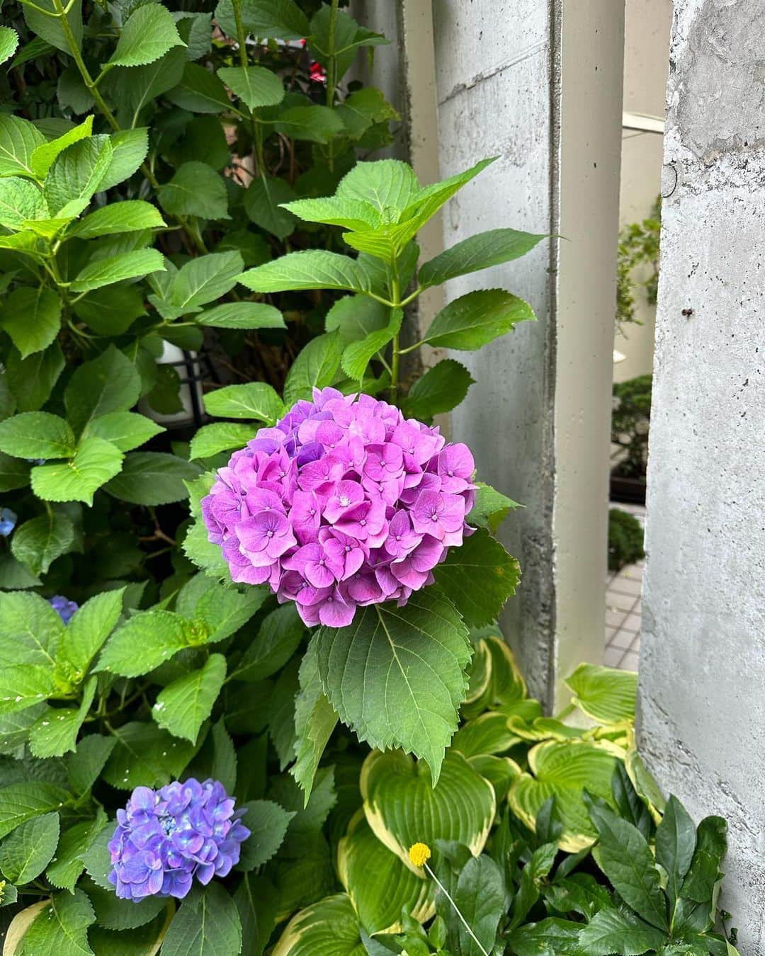 西村彩香さんのインスタグラム写真 - (西村彩香Instagram)「.  カメラロールの最近のお花が 紫陽花多めだった☔️💗  2枚目は実家の玄関に咲いてた紫陽花💜  少しずつ色が違って可愛い☺️  #紫陽花」6月11日 21時52分 - leimoni_n