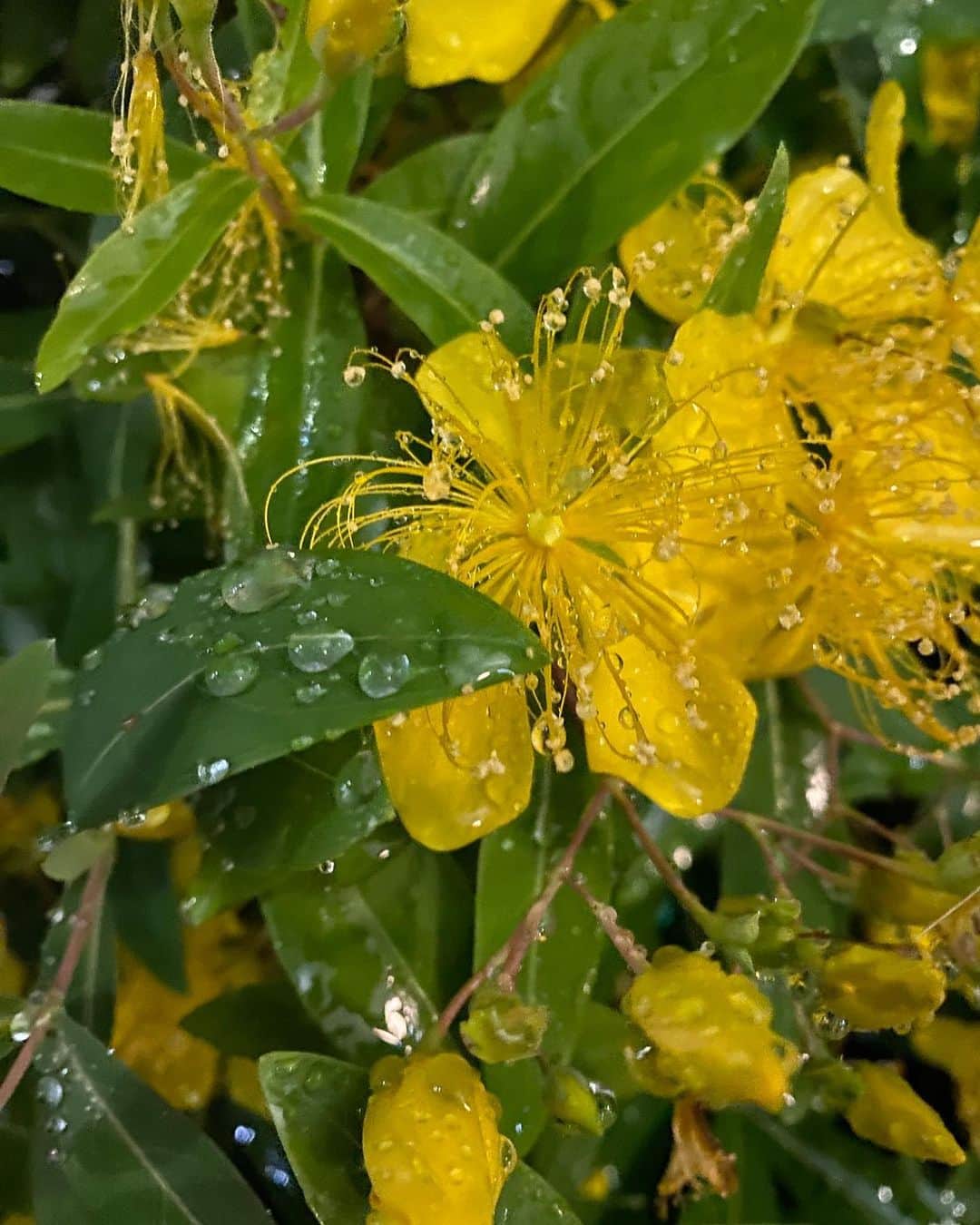 中越典子さんのインスタグラム写真 - (中越典子Instagram)「雨にうたれる植物　美しく感じるな  雨水のキラキラと色々な鮮やかな色が、私の視覚を刺激してくる  今週もがんばろーね おやすみなさい🌧️」6月11日 21時58分 - nakagoshi_noriko.official