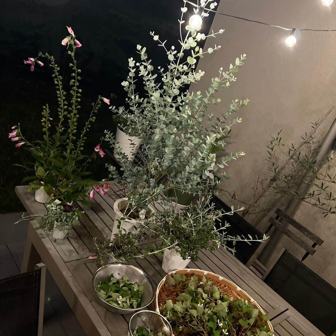 松尾翠さんのインスタグラム写真 - (松尾翠Instagram)「夜も朝も 雨も晴れも 別の顔があって植物はたのしい。  今日は雨だったから、昨日朽木から連れて帰ってきた植物を一旦ここに置いたままだったのだけど、なんかそれがすごく良かった。しばらくテーブルの上もありだな、 庭用のライトをAmazonで見つけて購入したからホクホク。 寒くもないこんな季節は、ちょっと夜に花を分けたり作業するのもまたいいなと思う。  どくだみを乾燥させていて どくだみチンキとどくだみ茶にしよ。 あとは何かあるかな  今日も、いろんなことをして、子供達と過ごして ありがとう楽しかったな。聞いていたら、3つ目で終わってた妖怪しりとり(妖怪の名前でしりとりするやつ笑)も、思い出して笑っちゃう。子どもの会話ってほんと面白い。  今日もそれぞれの持ち場でおつかれさまでした おやすみなさい😴  #どくだみ #どくだみチンキ #夜の庭 #夜の愉しみ #夜と植物#こどもと暮らす #ホリスティックビューティー  #松尾翠 #植物療法#対話」6月11日 22時13分 - midori.matsuo_official