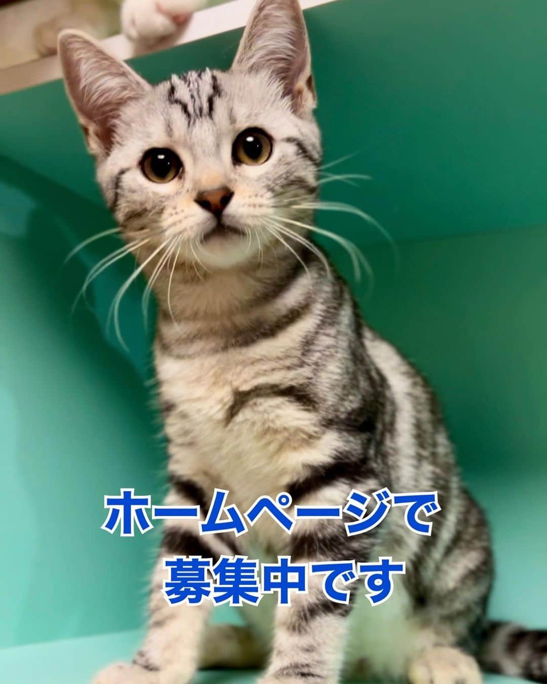 まんちの樹（マンチカンブリーダー）のインスタグラム