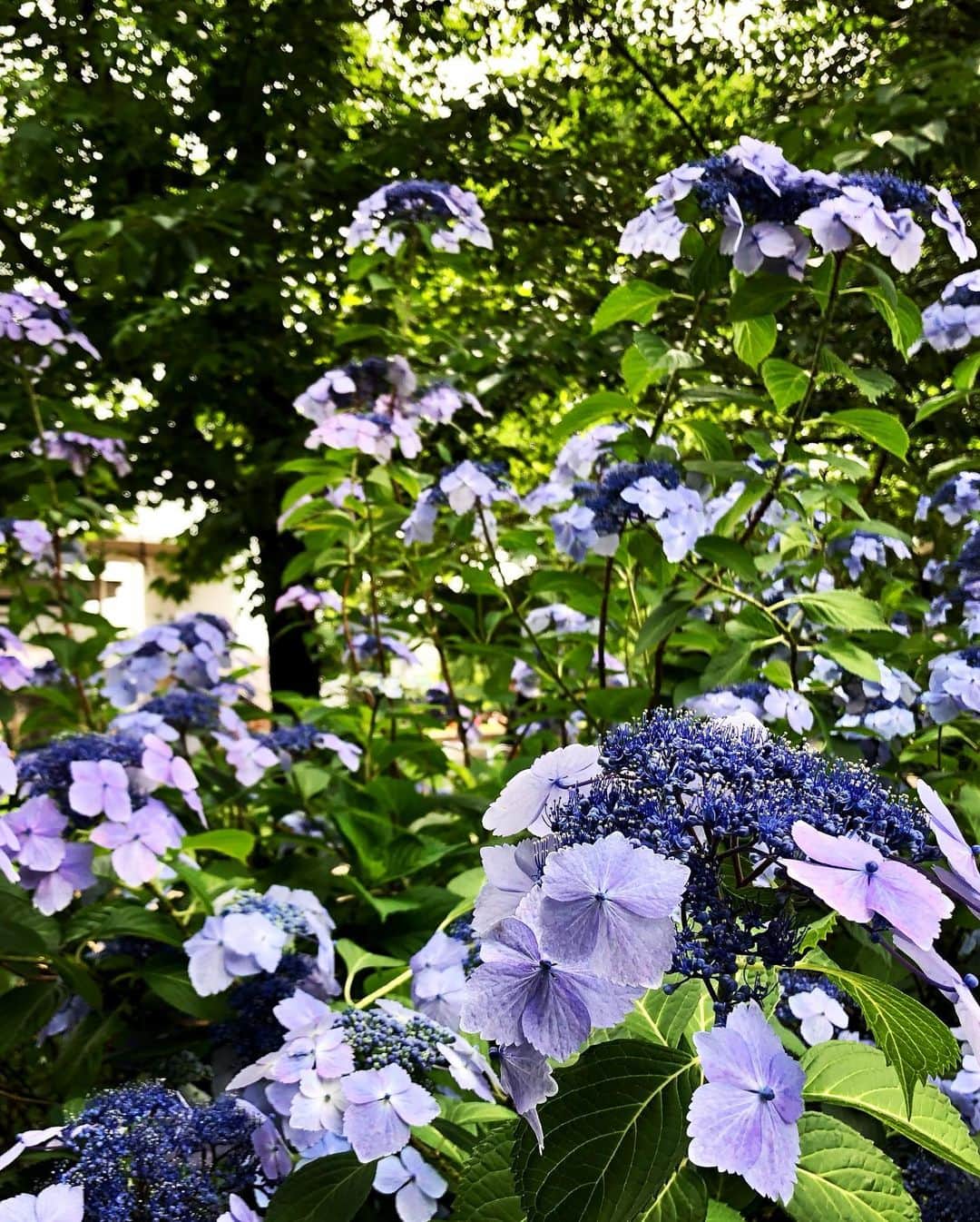 小栗左多里さんのインスタグラム写真 - (小栗左多里Instagram)「いろんな紫陽花。 最後の2枚はすごくやる気ある感じの紫陽花だったんだけど伝わるかな。あっちこっちにぐんぐん伸びてた。  #紫陽花#花#花のある暮らし#風景#6月#綺麗#かわいい#美しい#青#紫#ピンク#はなすたぐらむ#季節#梅雨#東京#国際結婚#漫画家 #flowers#flowerstagram#hydrangea#blue#purple#violet#pink#japan」6月11日 22時17分 - oguri_saori
