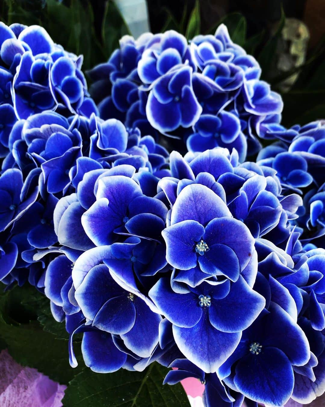 小栗左多里のインスタグラム：「いろんな紫陽花。 最後の2枚はすごくやる気ある感じの紫陽花だったんだけど伝わるかな。あっちこっちにぐんぐん伸びてた。  #紫陽花#花#花のある暮らし#風景#6月#綺麗#かわいい#美しい#青#紫#ピンク#はなすたぐらむ#季節#梅雨#東京#国際結婚#漫画家 #flowers#flowerstagram#hydrangea#blue#purple#violet#pink#japan」