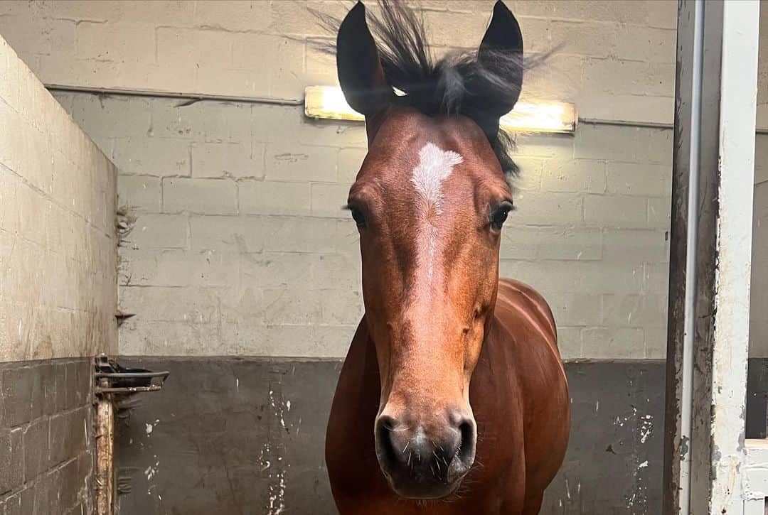 アイラ・トムリャノビッチさんのインスタグラム写真 - (アイラ・トムリャノビッチInstagram)「Needed this quick recharge with the fam 🥰🔋💯 🐴  Also if all else fails, really good at cooling off your horse with a wet towel after a good round, giving cuddles and unlimited carrots.」6月11日 22時18分 - ajlatom