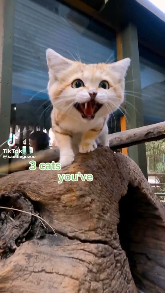 Cute Pets Dogs Catsのインスタグラム：「Did you know? 😍  Credit: sandiegozoo (tiktok) @sandiegozoo  Check them out. 😊  For all crediting issues and removals pls DM . DM us for advertising and promotion 🎁 #kittens_of_world and follow us to featured. 😸  Note: we don’t own this video, all rights go to their respective owners. If owner is not provided, tagged (meaning we couldn’t find who is the owner), pls DM and owner will be tagged shortly after.」