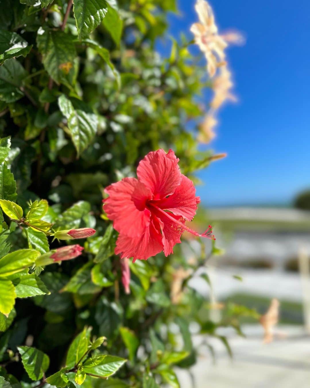 計良日向子（ひなひ）さんのインスタグラム写真 - (計良日向子（ひなひ）Instagram)「. 瀬長島ウミカジテラス🌺🍹🤍 . . . バタバタで沖縄の海見れてなかったけど 瀬長島行けてよかった💞 天気めちゃくちゃよくて暑かった☀️ 真夏の暑さなのが伝わる写真🤣 しっかり日焼けした、、笑 . . . 空港からも国際通りからも 車で20分くらいでアクセスよくて おすすめの場所だよ🫶 . . . 👗トップス　@honeymihoney_official . 👗ボトムス　@grl_official . 👜バッグ　@glavie.shop . 👡サンダル　@grl_official . . . . #沖縄旅行 #沖縄観光 #沖縄グルメ #沖縄カフェ #瀬長島 #瀬長島ウミカジテラス #海コーデ #honeymihoney #ハニーミーハニー #grl #グレイル」6月11日 22時26分 - kerahinako1105