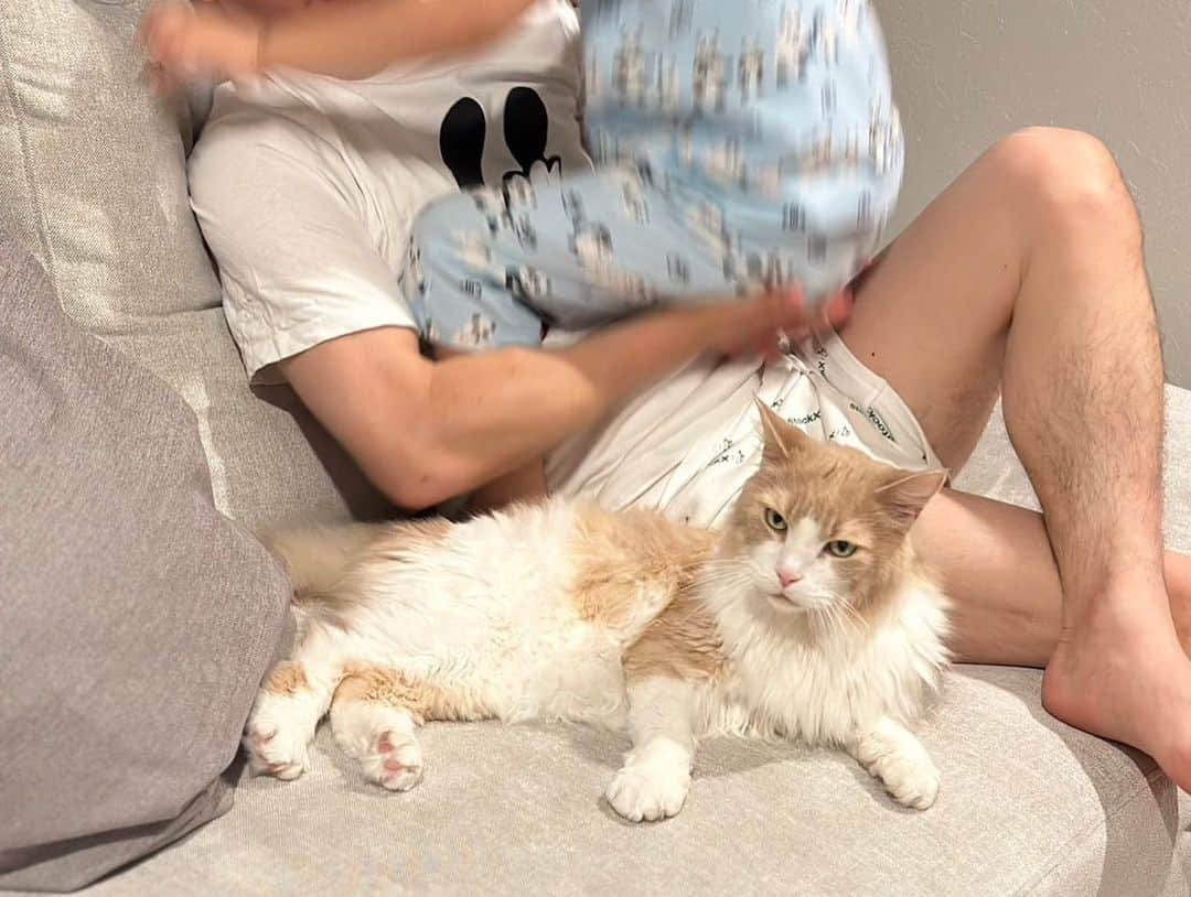 かまいたち山内と、猫たちさんのインスタグラム写真 - (かまいたち山内と、猫たちInstagram)「🙋‍♀️ 新しいソファが届いたので、やまうちに 「おしゃれな写真撮って🌝🤳」 と言われて挑戦しましたが、叶わなかったです🐈👶👦  #actus  #やまうちたち」6月11日 22時37分 - kamaitachi.neko.6.neko