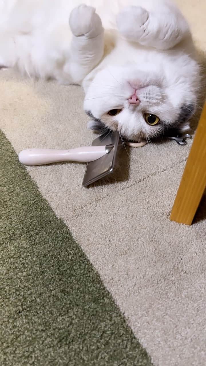 のインスタグラム：「自分の香りが大好き むぎ 爪切ったり ブラッシングした後は いつも こうなる✂️  ⚠️ちょっと ✂️危なかったね😅💦  🐱むぎ #スコティッシュフォールド  #scottishfold  #ごろごろ #まったり  #猫 #ねこのいる幸せ  #ねこすたぐらむ  #catsofinstagram  #catlovers」