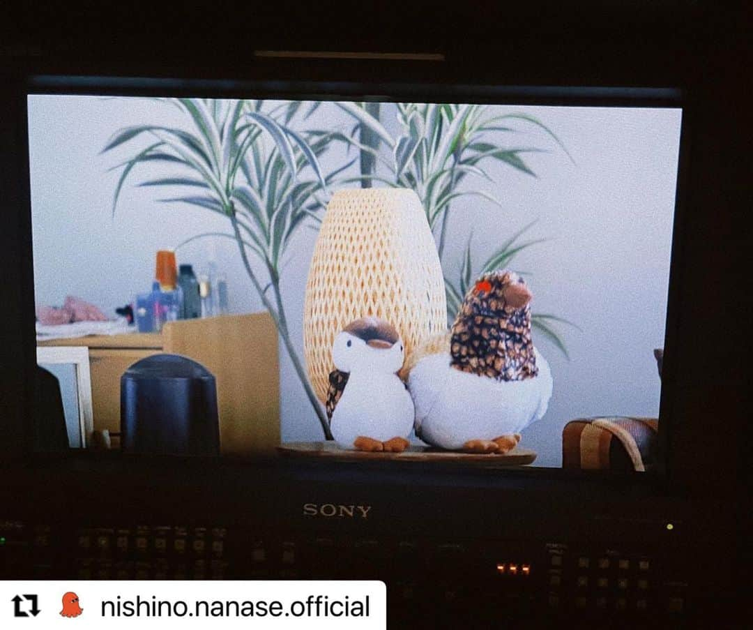 西野七瀬のインスタグラム：「#西野七瀬インスタ投稿 2023/6/11 #Repost @nishino.nanase.official  ・・・ 「Dr.チョコレート」 昨日は第8話放送 気になる終わり方しましたね🙂  huluではオリジナルストーリーの 「新聞記者・奥泉渚と疑惑の女たち」も配信開始しています。 全3話で、本編放送終了後に、また次の話が配信されます。  奥泉さんのお家にも雷鳥。(親子) ぜひご覧ください✨」