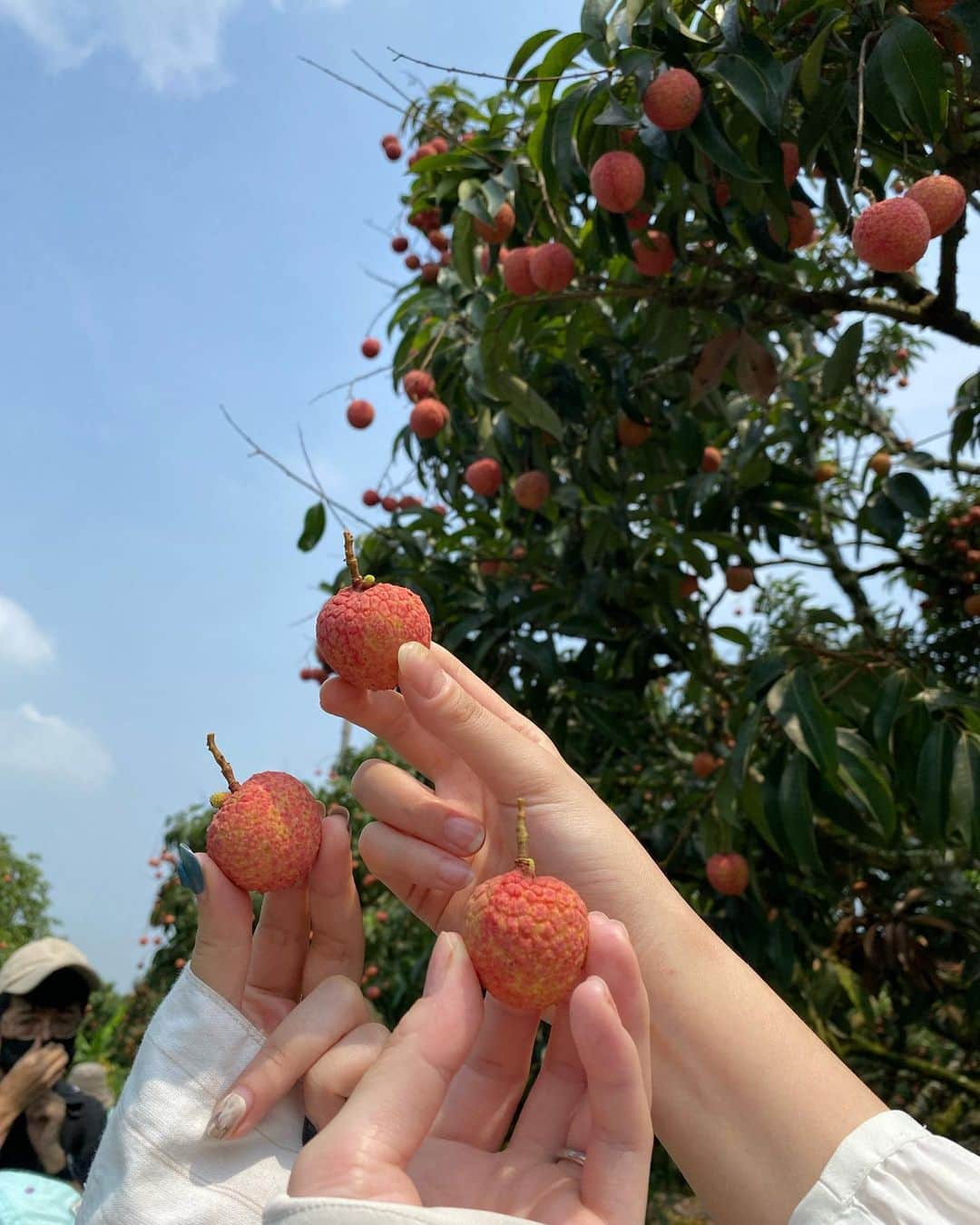 菊原梨華さんのインスタグラム写真 - (菊原梨華Instagram)「・ ・ お友達と朝の7時からライチ狩りへ.·˖*·  初めての体験でした🩷  思ったよりはるかに沢山ライチがなっていて、 驚いたのと、真っ赤で新鮮なライチの美味しさに感動しました🥹💐  暑すぎて汗だくでしたが ベトナムならではの体験で いい思い出に🩷  今回は @campus_hanoi のライチ狩りに参加しました✨  ライチ狩りの他にも料理教室とか頻繁にやってるみたいです✨  #ハノイ#ライチ狩り#ライチ#ベトナム#ハノイ生活 #hanoi#hanoilife #hanoitravel」6月11日 23時05分 - happyluckyhappy