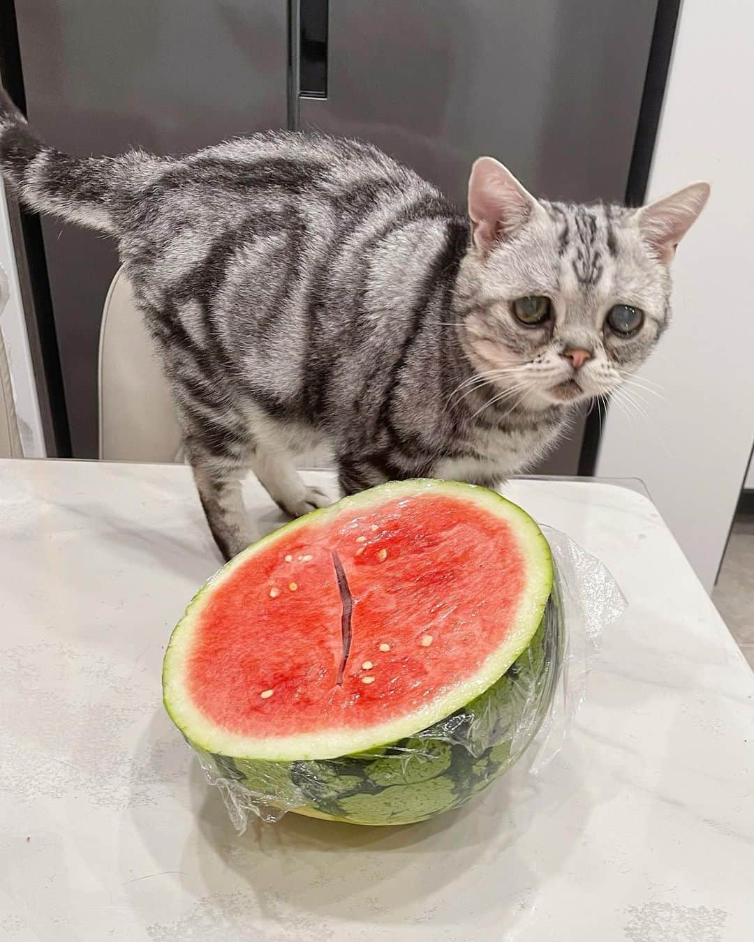 ルフさんのインスタグラム写真 - (ルフInstagram)「If u follow this ID over 7 years u should remember Luhu is very scared of watermelon from baby to now,when i eat watermelon at summer luhu just far away from me…but he loves other fruits too much, every day luhu gets vitamin c from natural fruits 😁😁 - - #cat #luhu #sadface #angel #adorable #lovely #funny」6月11日 23時09分 - lanlan731
