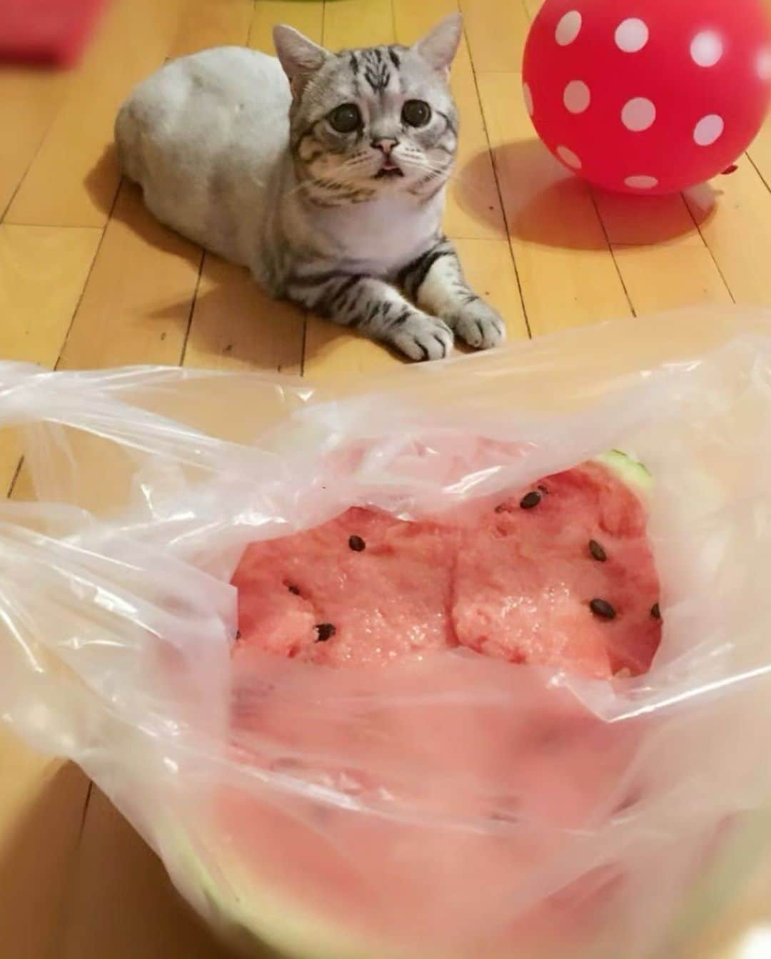 ルフさんのインスタグラム写真 - (ルフInstagram)「If u follow this ID over 7 years u should remember Luhu is very scared of watermelon from baby to now,when i eat watermelon at summer luhu just far away from me…but he loves other fruits too much, every day luhu gets vitamin c from natural fruits 😁😁 - - #cat #luhu #sadface #angel #adorable #lovely #funny」6月11日 23時09分 - lanlan731