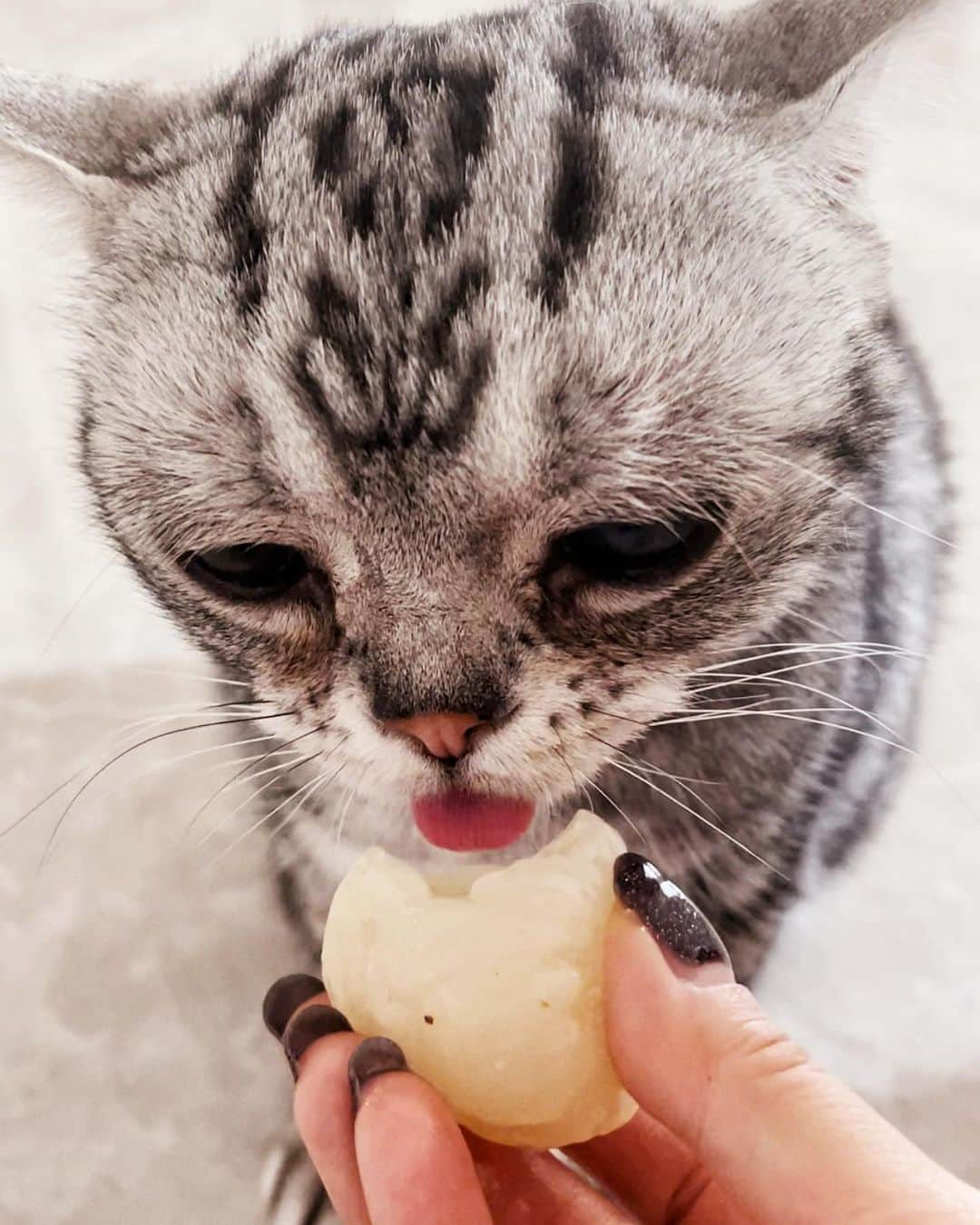 ルフさんのインスタグラム写真 - (ルフInstagram)「If u follow this ID over 7 years u should remember Luhu is very scared of watermelon from baby to now,when i eat watermelon at summer luhu just far away from me…but he loves other fruits too much, every day luhu gets vitamin c from natural fruits 😁😁 - - #cat #luhu #sadface #angel #adorable #lovely #funny」6月11日 23時09分 - lanlan731