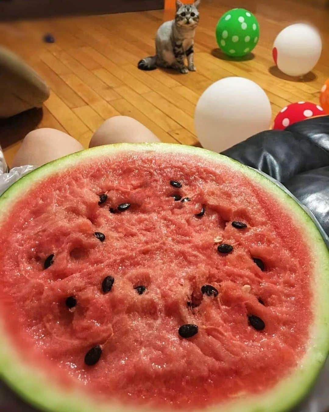 ルフのインスタグラム：「If u follow this ID over 7 years u should remember Luhu is very scared of watermelon from baby to now,when i eat watermelon at summer luhu just far away from me…but he loves other fruits too much, every day luhu gets vitamin c from natural fruits 😁😁 - - #cat #luhu #sadface #angel #adorable #lovely #funny」