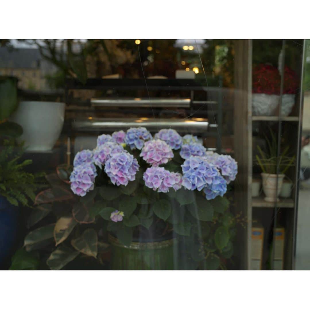 石井美保のインスタグラム：「Paris散歩 1枚め　街のお花屋さん。今は紫陽花が沢山 2枚め　モンテーニュ通り　この並びに子供服やさんが 3枚め　アパルトマン1階の飼い猫ちゃん発見 4枚め　セドリックグロレ　またしても大行列(予約しておいたが、それでも待たされる) 5枚め　今回はこのオリーブオイルを持って帰る予定(ボンマルシェ) 6枚め　エッフェル塔 7枚め　街のあちこちにあるメリーゴーランド」