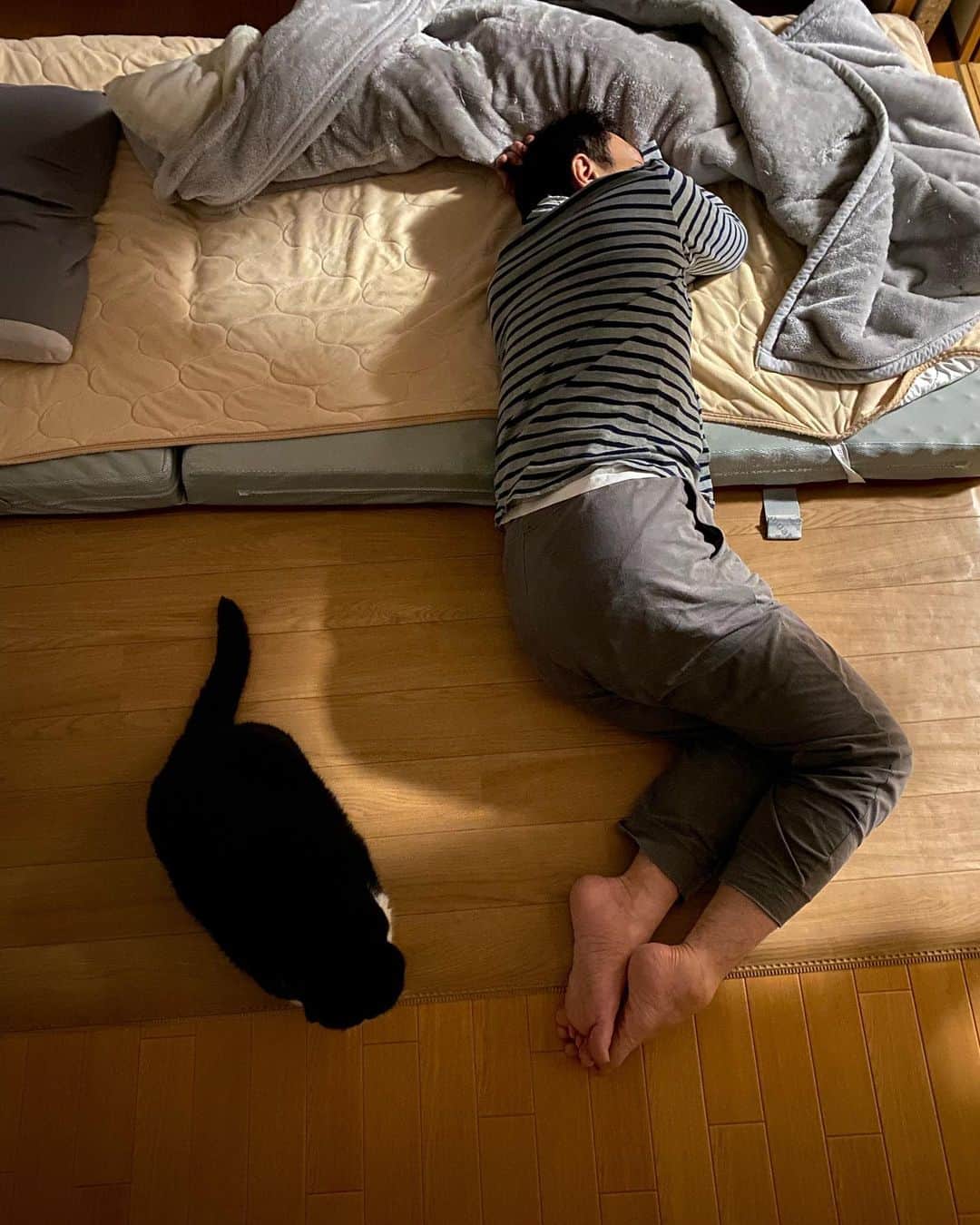 nemuru_catのインスタグラム：「#ルーク#眠る夫  お布団を敷いて 横に寝る💤 * #ねこ部#cat#cats#neko#猫#catsofinstagram#bestmeow#catlover#ふわもこ部#エキゾチックショートヘア#exoticshorthair#はちわれ」