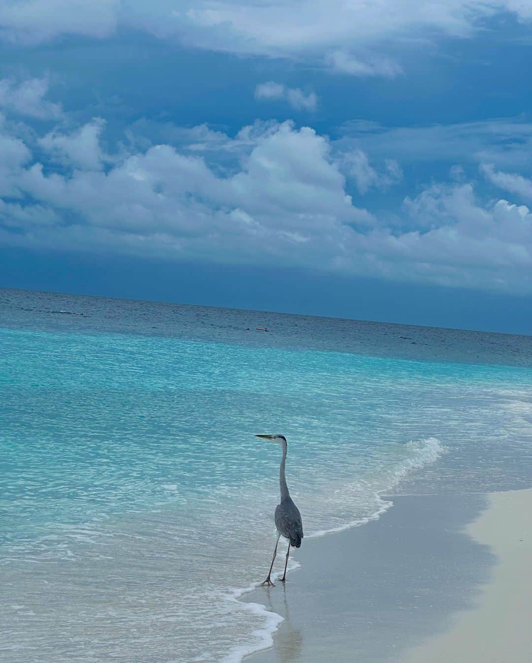 Sakshi Malikさんのインスタグラム写真 - (Sakshi MalikInstagram)「Which skirt looks better? 🕊️  P.S. meet my best friend from the island 🤍」6月12日 0時02分 - sakshimalikk