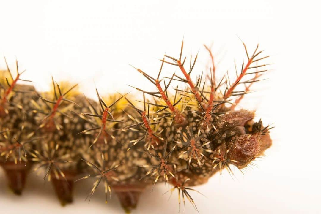 Joel Sartoreさんのインスタグラム写真 - (Joel SartoreInstagram)「While some insects call attention to themselves, others like the buck moth caterpillar would prefer to go unnoticed. For them, blending in is the most successful survival strategy. To do this, many insects have evolved to mimic their habitat so closely that they become virtually invisible. Our caterpillar friend is a perfect example of this strategy. Mottled brown like the twigs of the trees it feeds on, this species’ primarily relies on camouflage for protection, but its spines can inflict a painful sting if blending in fails to do the trick. Photos taken @auduboninstitute   #caterpillar #buckmoth #spines #insect #animal #wildlife #photography #animalphotography #wildlifephotography #studioportrait #PhotoArk @insidenatgeo」6月12日 0時59分 - joelsartore