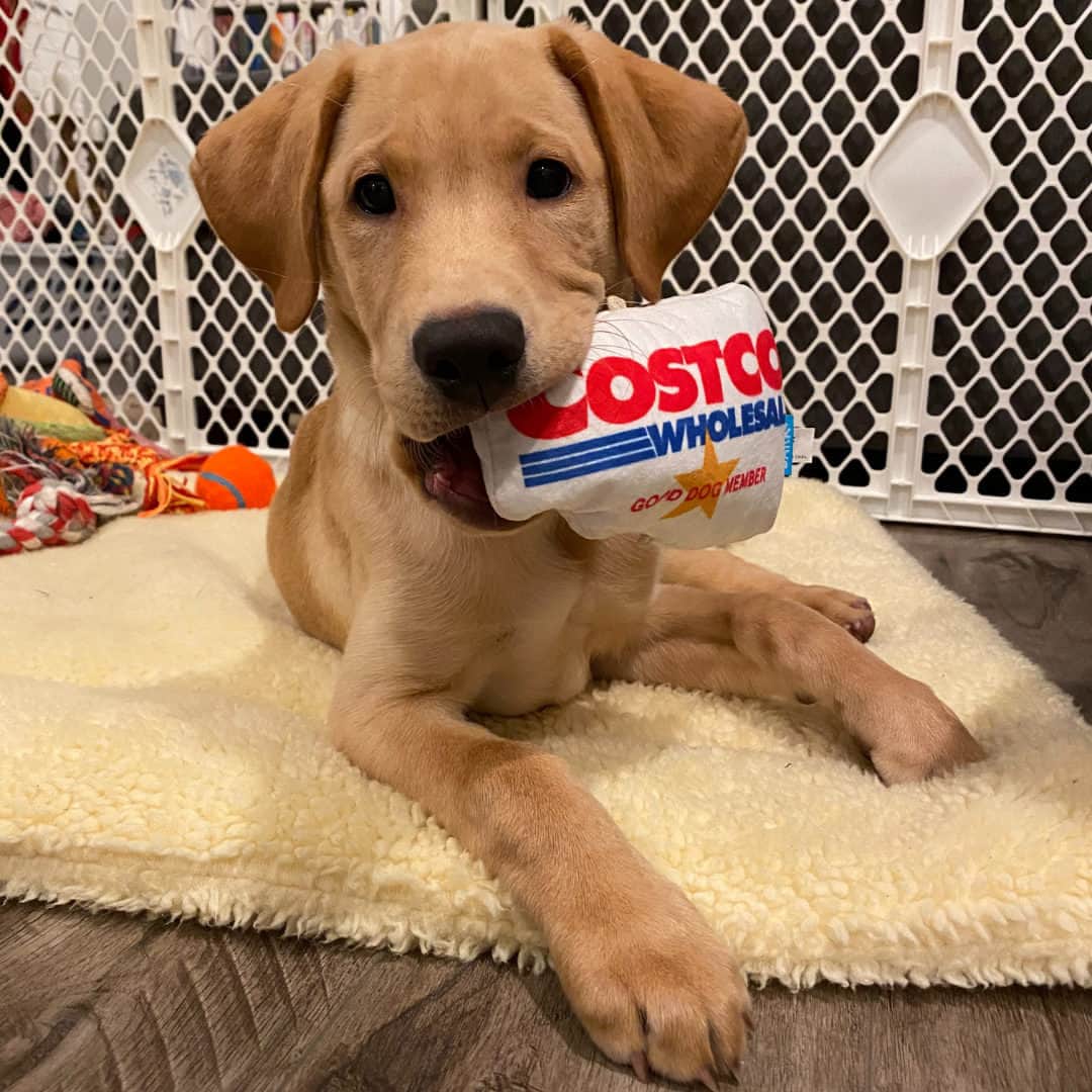 Costcoさんのインスタグラム写真 - (CostcoInstagram)「A good dog toy for a good pup. 🐶  📸: anonymous」6月12日 1時00分 - costco