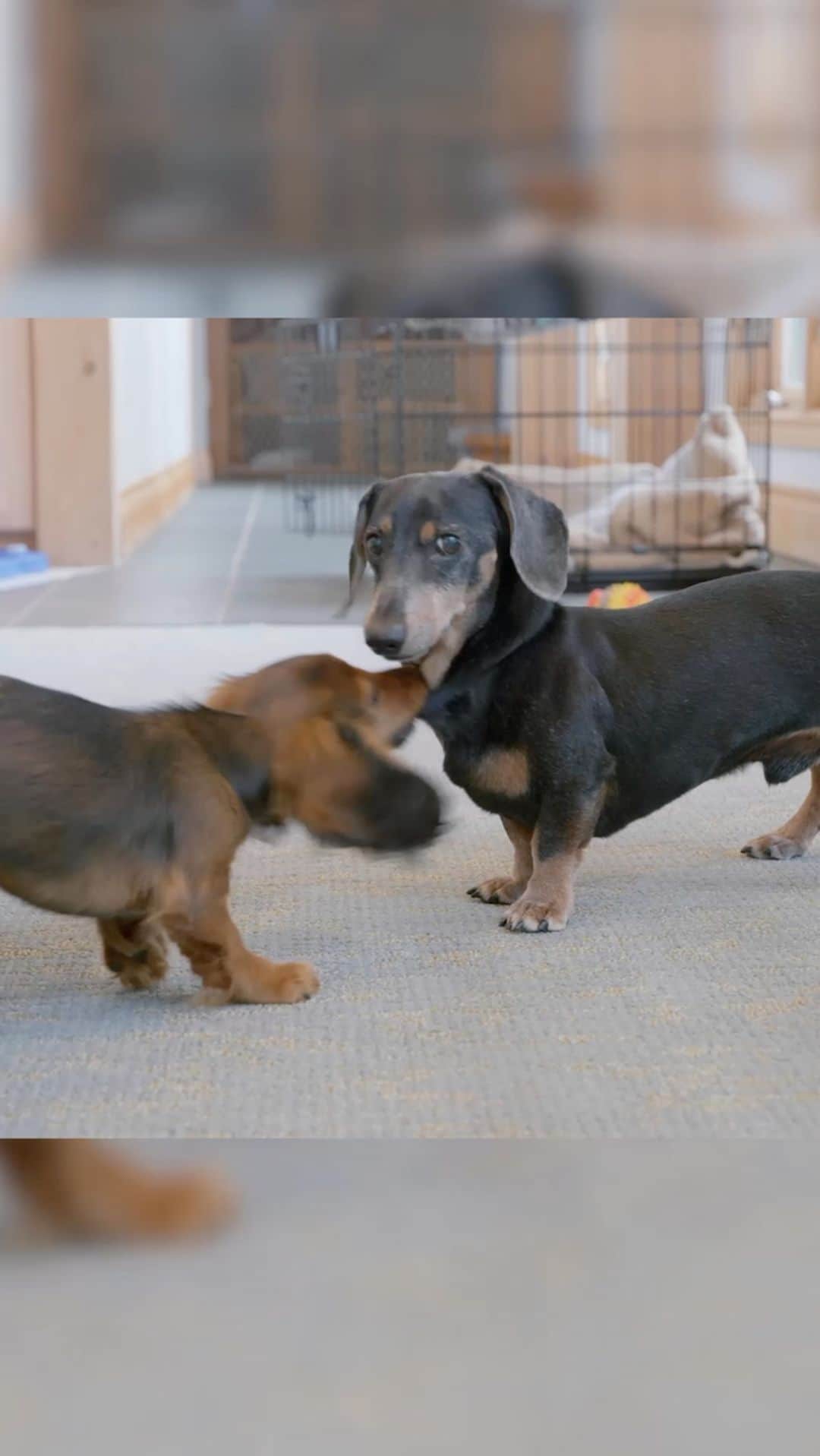 Crusoe the Celebrity Dachshundのインスタグラム：「Oakley loves his new sister, but it wasn’t always so easy - watch the full story on Youtube!! Link in my profile!😋👍 #funnydogs #puppydachshund #dachshunds」