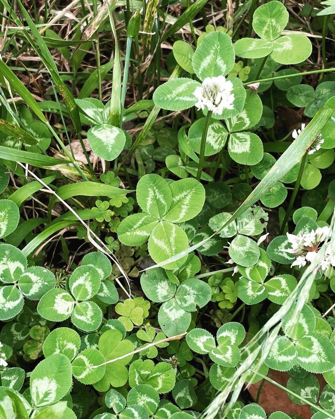 宮原巻由子のインスタグラム：「久しぶりの🍀四つ葉🍀 と霞に包まれた葉山の海岸。  みなさんにも幸運を🤞  今日の四つ葉🍀 #四つ葉のクローバー  #幸せな瞬間をもっと世界に  #4leafclover  #fourleafclover   #5leafclover  #fiveleaf  #fiveleafclover」