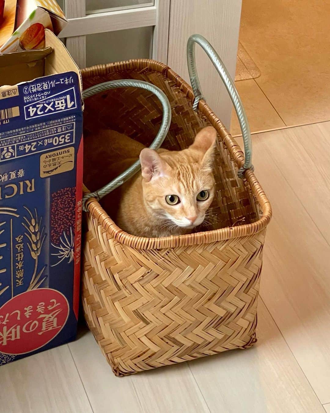 田中要次のインスタグラム：「穴があったら入っちゃうんです #猫Chai #Bo_nyans #猫のいる暮らし」