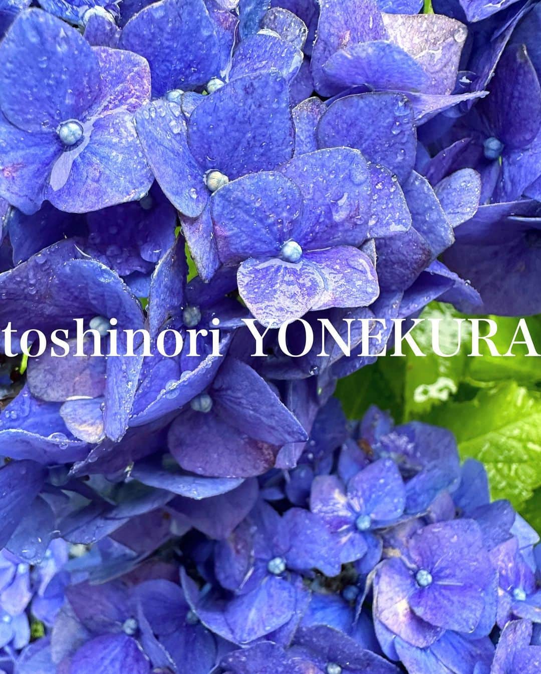 米倉利紀さんのインスタグラム写真 - (米倉利紀Instagram)「紫陽花と雨  #男花 #花のある生活」6月12日 10時45分 - toshi_yonekura