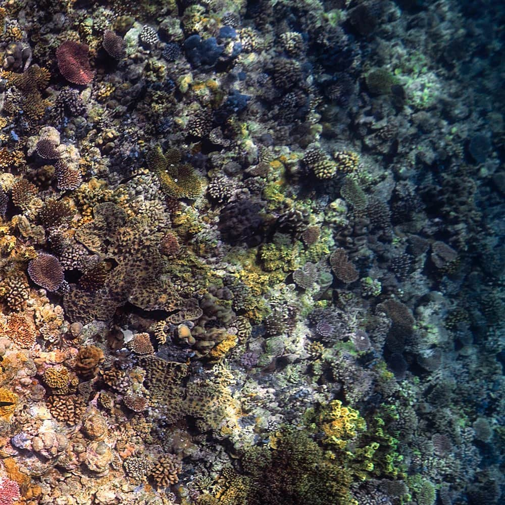 二木あいのインスタグラム：「⁡ GOOD VIBE FROM SEA  =海からひろがるクリエーション= ◎6月14日（水）～19日（月）10時〜20時 （※催し最終日は午後6時終了） ◎阪急うめだ本店 9階 祝祭広場 @hankyu_event ⁡ 【 ECOALF × Ai Futaki 】 ECOALFでは、クリエーターや著名人とのコラボを重ね、未来の消費行動の変革を起こす活動を行ってきた。昨年も活動をともにした 水族表現家 の二木あいと、彼女の写真作品のデザインをドレスにプリントする3Dデジタルオーダー体験が実現。 ⁡ ECOALFのシーズンメッセージ "LOST COLORS" を、実際に海で目の当たりにした二木あいだからこその作品。失われてゆく海の色を表現し、メッセージとともにドレスに落とし込む。 ⁡ 【 参加型イベント ECOALF × エプソンの“Monna Lisa”× AVAIL ドレスのオーダー体験 】 イベントでは、タブレット画面上のアバターを通じて体型やサイズを選び、二木氏が写す海の作品をプリントしたドレスの着用イメージを操作できる。生地のプリントには、環境負荷を軽減するインクジェット捺染機“Monna Lisa”を使用。また二木あいの作品は、祝祭広場の会場全体の装飾にも使われ、一面を大きく彩る。 ・ ・ ・ GOOD VIBE FROM SEA ◎June 14th (Wed) - 19th (Mon) 10am - 8pm (*Close at 6pm on the last day of the event)  ◎Hankyu Department Store Umeda Main Store, 9th Floor, Festival Square @hankyu_event ⁡ 【 ECOALF x Ai Futaki 】 ECOALF has collaborated with creators and celebrities to bring about a change in future consumer behaviour. Ai Futaki, with whom ECOALF worked together last year, we realised a 3D digital ordering experience in which the design of her photographic artwork is printed on a dress. ⁡ ECOALF's seasonal message "LOST COLORS" ; the colours of the sea that are being lost, Ai actually witnessed that at sea. We expressed and incorporated into the dress along with the message. ⁡ 【 ECOALF x Epson "Monna Lisa" x AVAIL dress ordering experience 】 At the event, visitors can select their body shape and size through an avatar on a tablet screen, and manipulate the image of a dress printed with Ai’s photographic artwork. The fabric is printed by “Monna Lisa” inkjet textile printing machine, which reduces environmental impact. Ai's artwork will also be used to decorate the entire festival square, creating a large surface area of colour. ⁡ #阪急うめだ本店 #阪急百貨店 #阪急梅田 #うめはん #hankyu #hankyuevent #百貨店 #goodvibefromsea #海からひろがるクリエーション #サステナブル #海 #sea #ECOALF @ecoalf @ecoalf_japan  ⁡ #ocean #coexist #respect #message #海 #共に生きる #敬う #メッセージ #mar #coexistencia #mensaje #respecto  ⁡ #環境省 #森里川海プロジェクト #海アンバサダー @morisatokawaumi_  @mymizu.co @bewet.wetsuits @breier.swimfins @aqua_lung_japan ⁡ 4/6  Photographed by Ai FUTAKI」