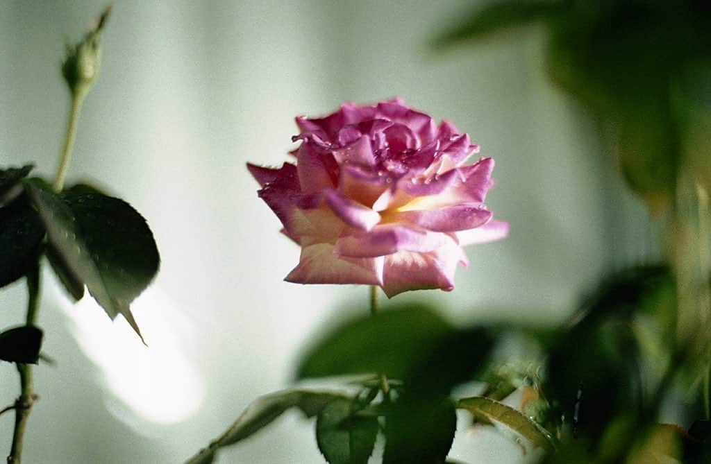 中野敬久さんのインスタグラム写真 - (中野敬久Instagram)「雨の月曜日昔撮った花の写真を思い出しました。#flowers #flowersoflife #photography #hirohisanakano」6月12日 11時03分 - hirohisanakano