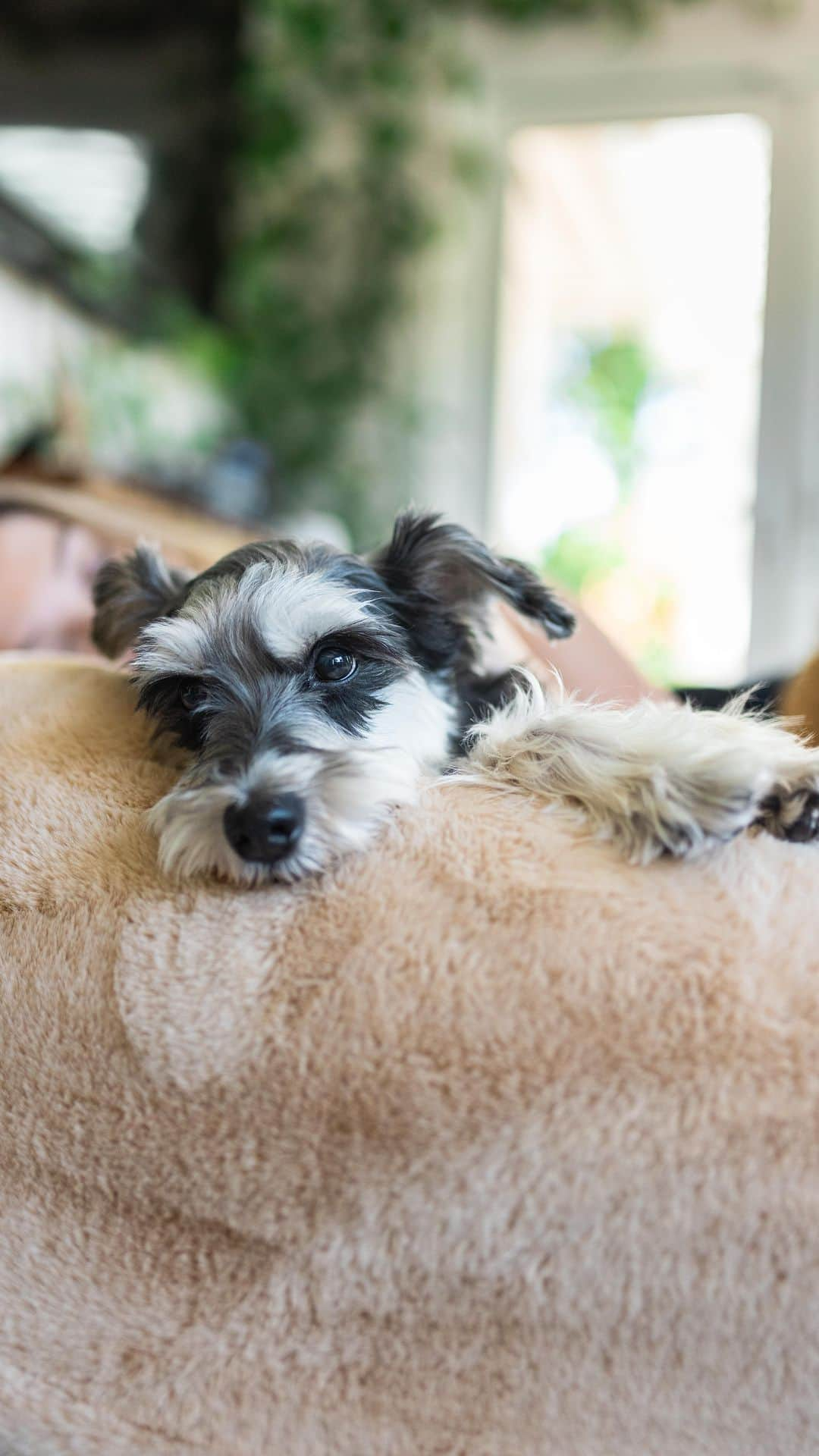 Remix the Dogのインスタグラム：「We got a dog bed for humans 😄 @weareplufl   #dogsofinstagram #doglife #schnauzer #poodle #dogbed」