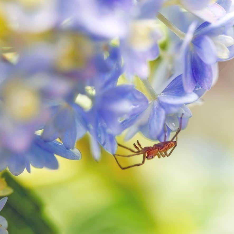 プンクマさんのインスタグラム写真 - (プンクマInstagram)「紫陽花の下で雨宿り #紫陽花 #マクロ #写真　#ドリプレローズカーデン」6月12日 7時54分 - pnkm913